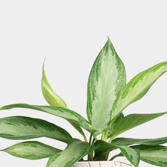 Chinese Evergreen 'Silver Bay' 6" - Urban Sprouts