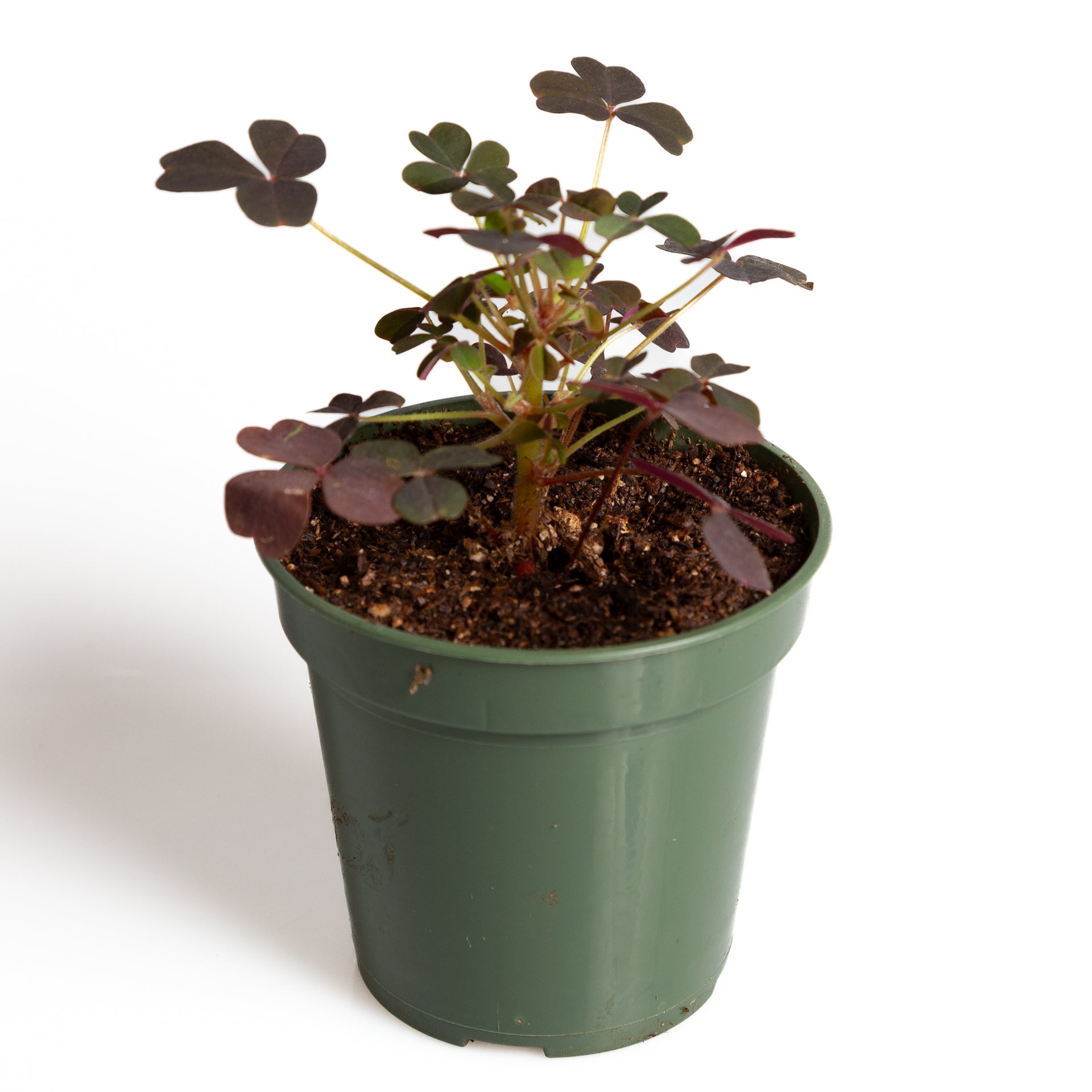 Wood Sorrel 'Creeping Yellow' 4