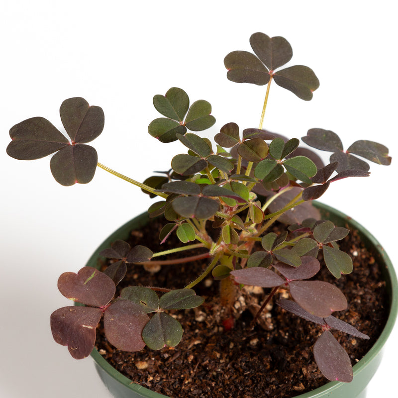 Wood Sorrel 'Creeping Yellow' 4"