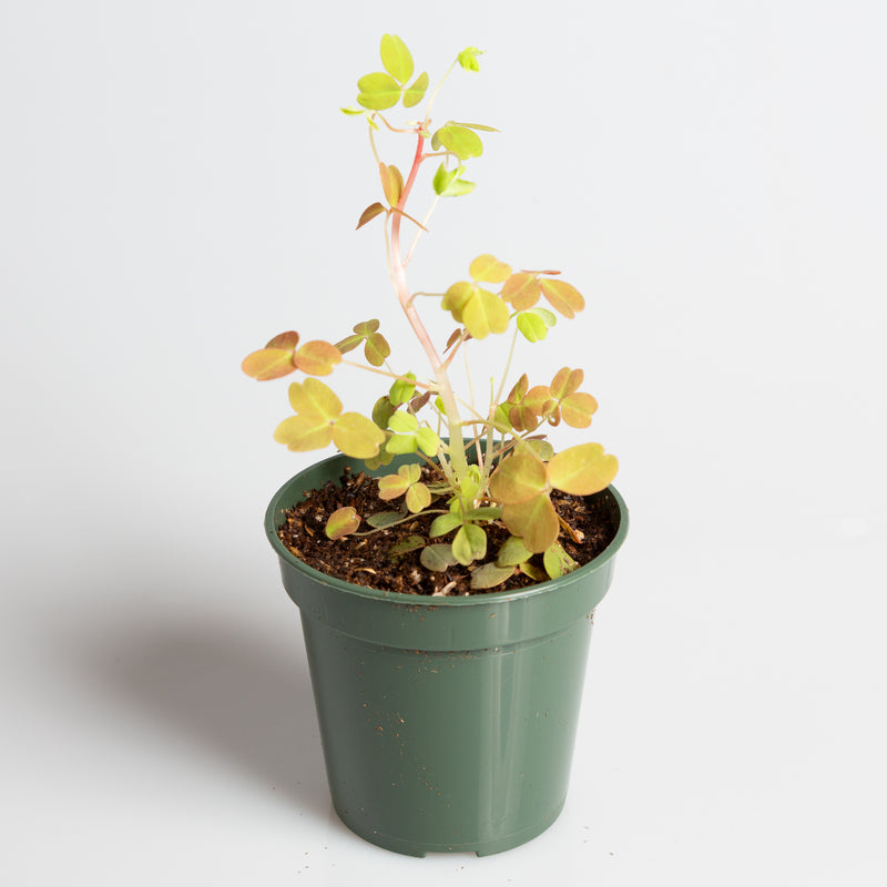 Wood Sorrel 'Neon' 4"