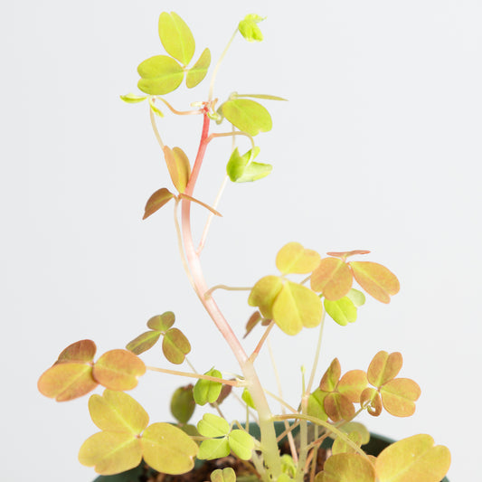 Wood Sorrel 'Neon' 4"