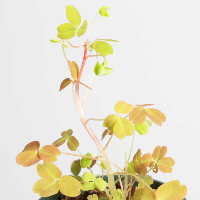 Wood Sorrel 'Neon' 4"