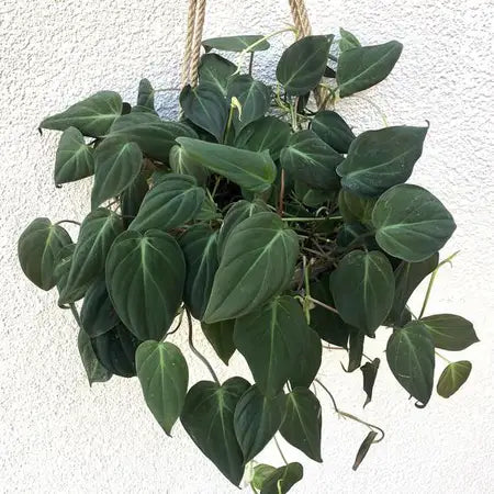 Philodendron 'Micans' 8" - Urban Sprouts