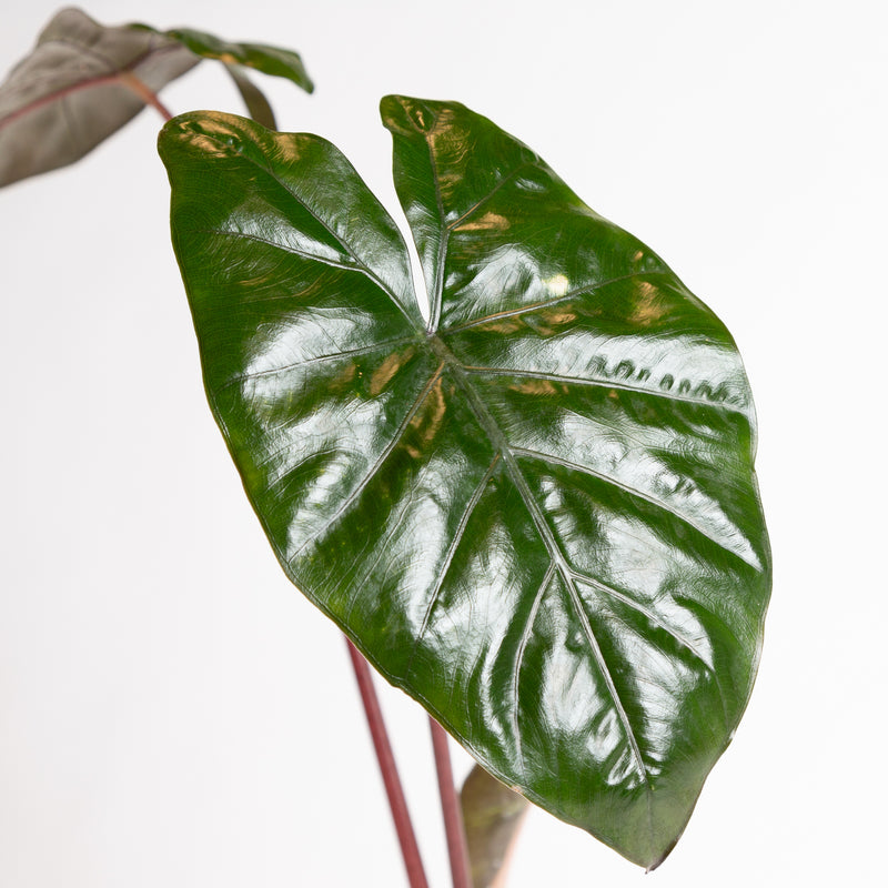 Elephant Ear 'Yucatan Princess' 6"