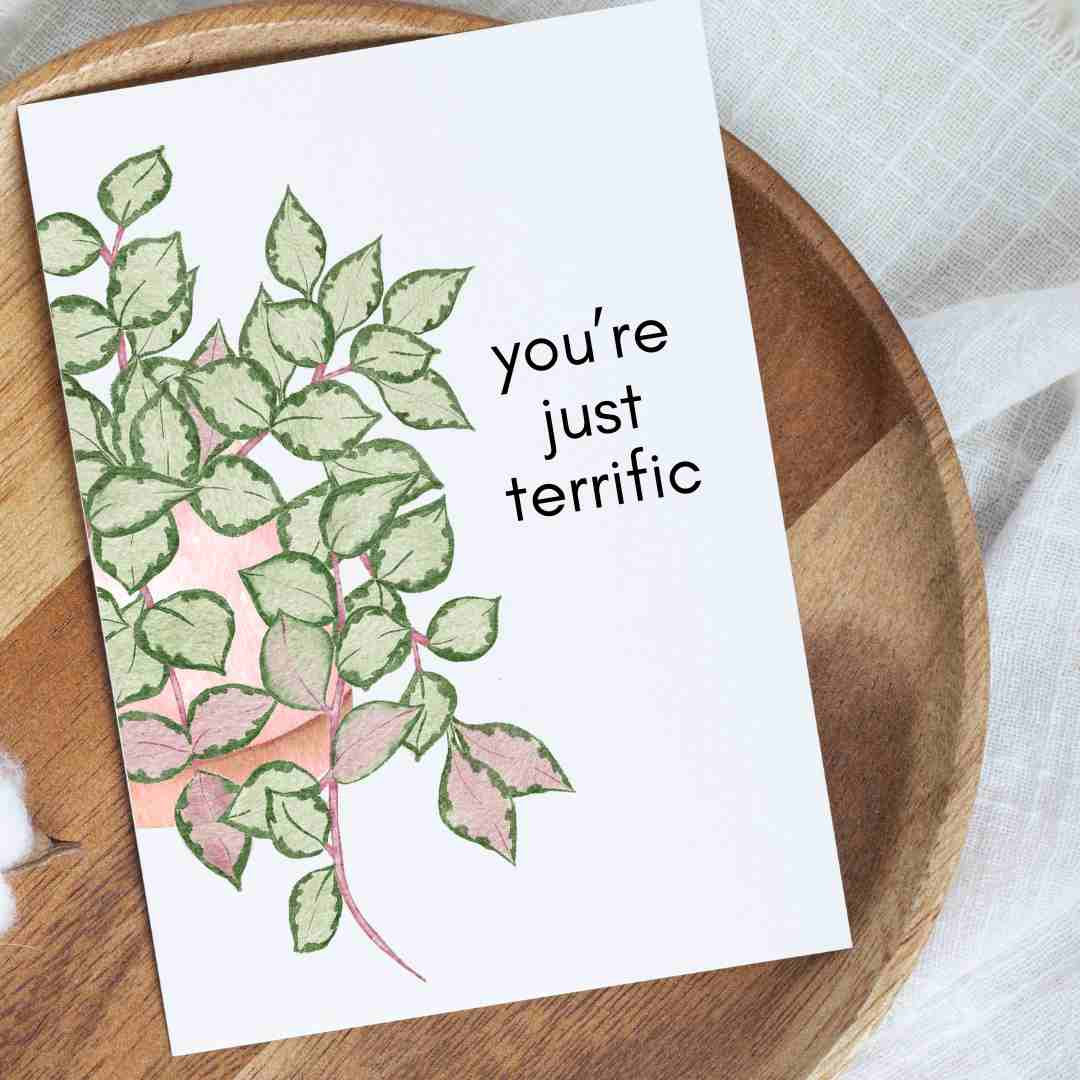 Hoya You're Just Terrific - Blank Greeting Card