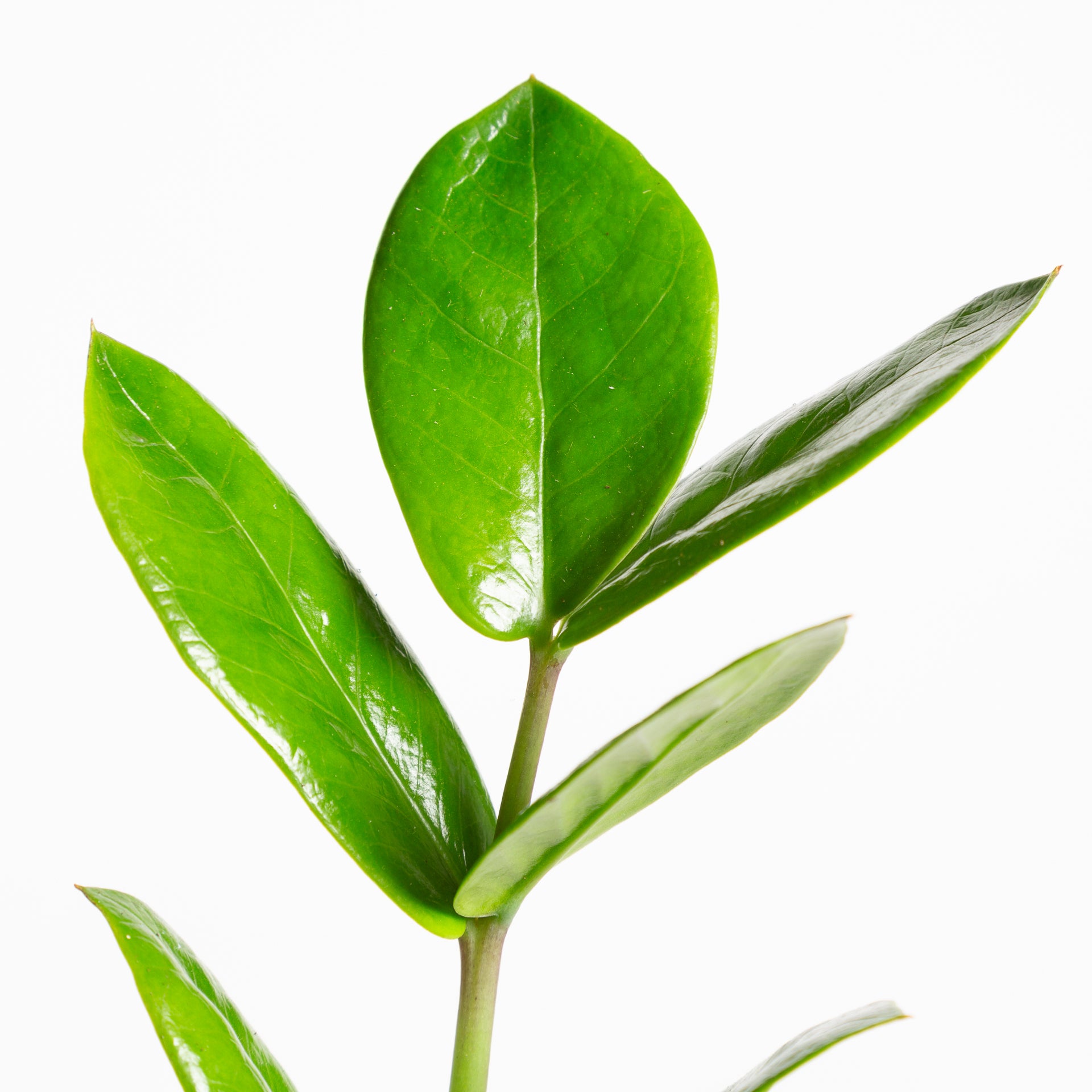 ZZ Plant 4" - Urban Sprouts