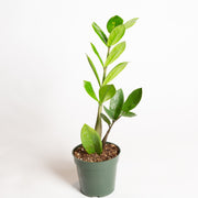 ZZ Plant 4" - Urban Sprouts