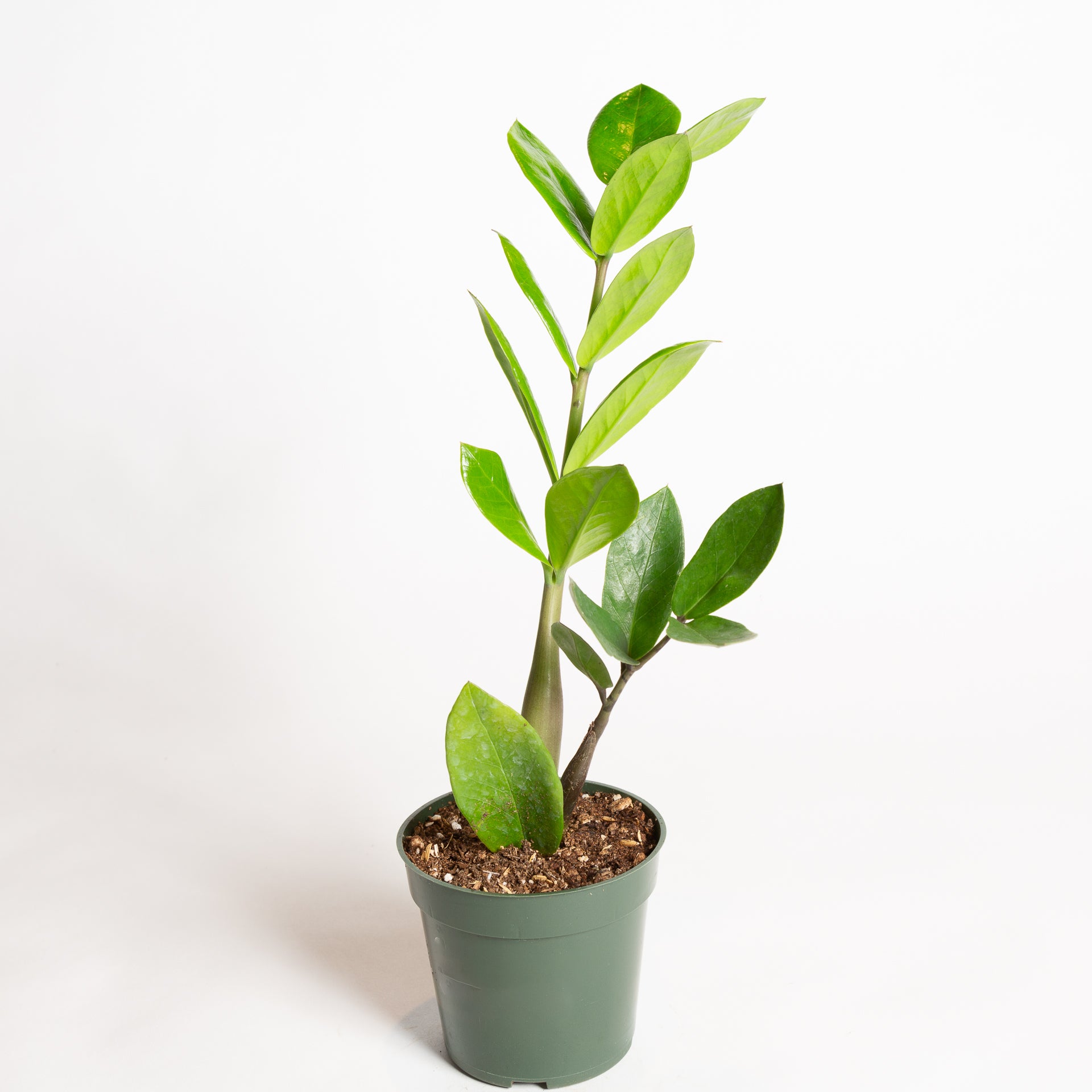 ZZ Plant 4" - Urban Sprouts