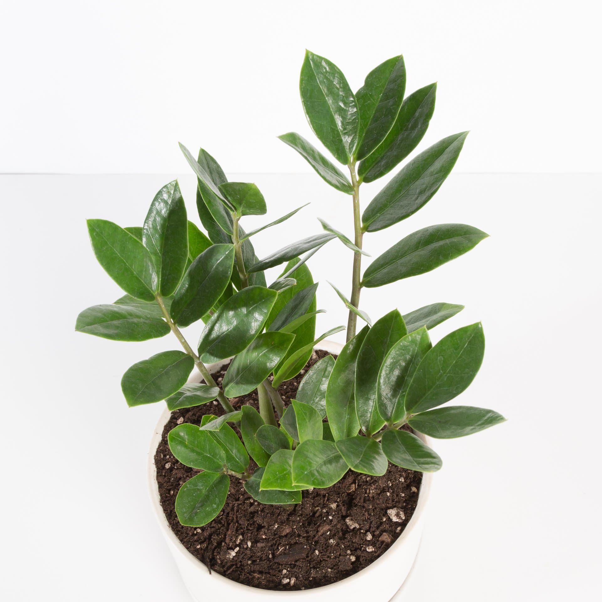 Urban Sprouts Plant ZZ Plant