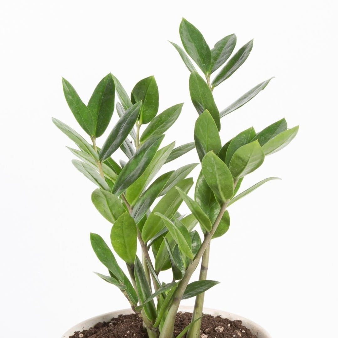 Urban Sprouts Plant ZZ Plant