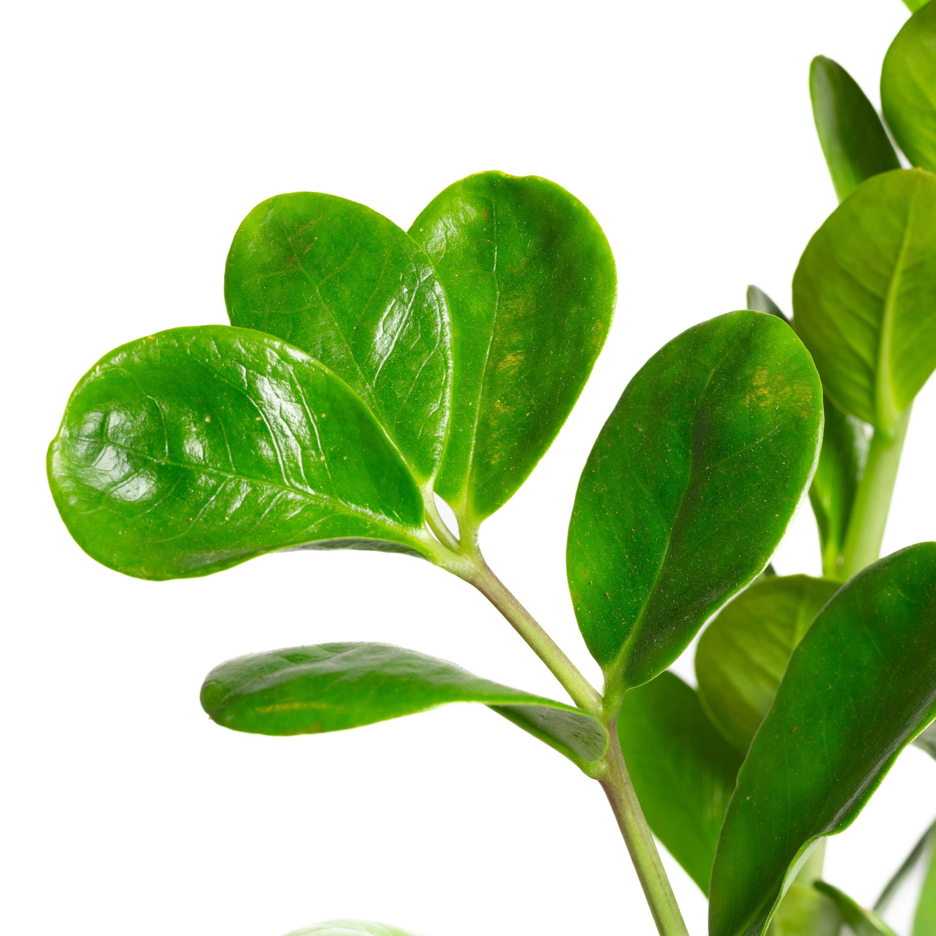 is zz plant lucky ZZ Plant
