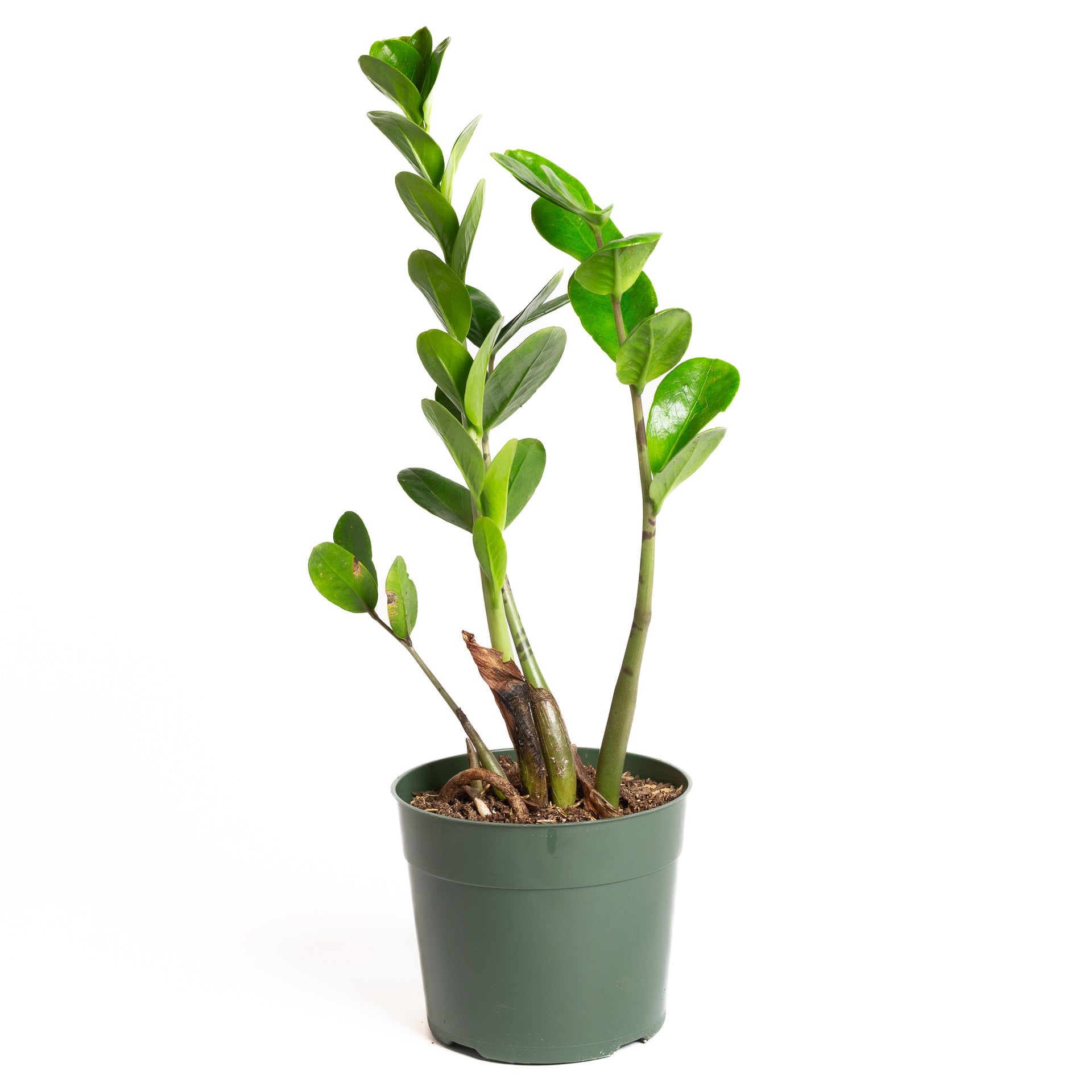 is zz plant a lucky plant ZZ Plant 'Lucky' 6"