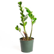 ZZ Plant 'Lucky' 6" - Urban Sprouts