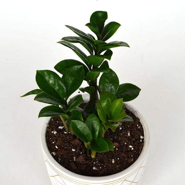 Urban Sprouts Plant Zz Plant 'Zenzi'