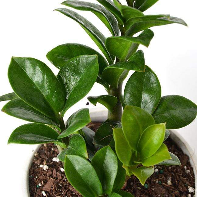 Urban Sprouts Plant Zz Plant 'Zenzi'