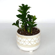 Urban Sprouts Plant Zz Plant 'Zenzi'