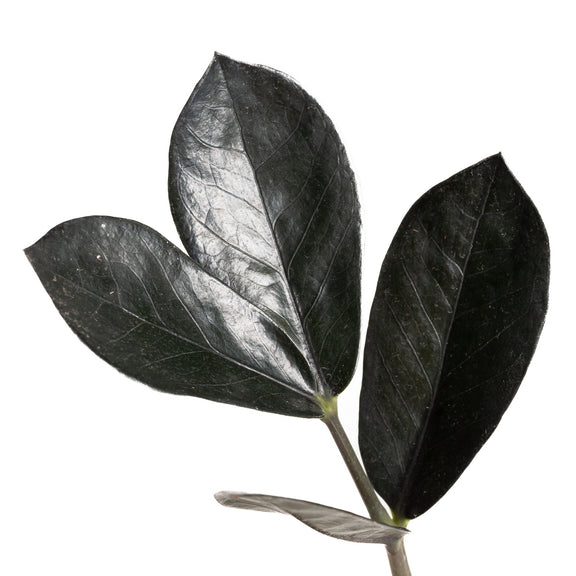 ZZ Plant 'Oscura' 4" - Urban Sprouts