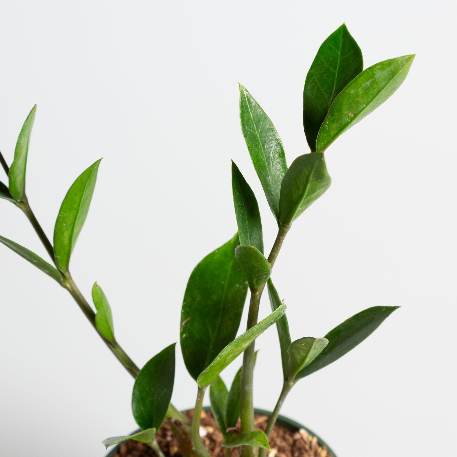 ZZ Plant 'Compact' 4" - Urban Sprouts
