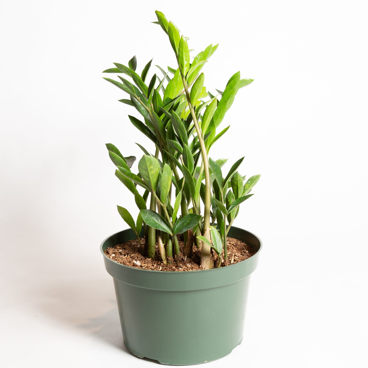 ZZ Plant 'Compact' 8" - Urban Sprouts