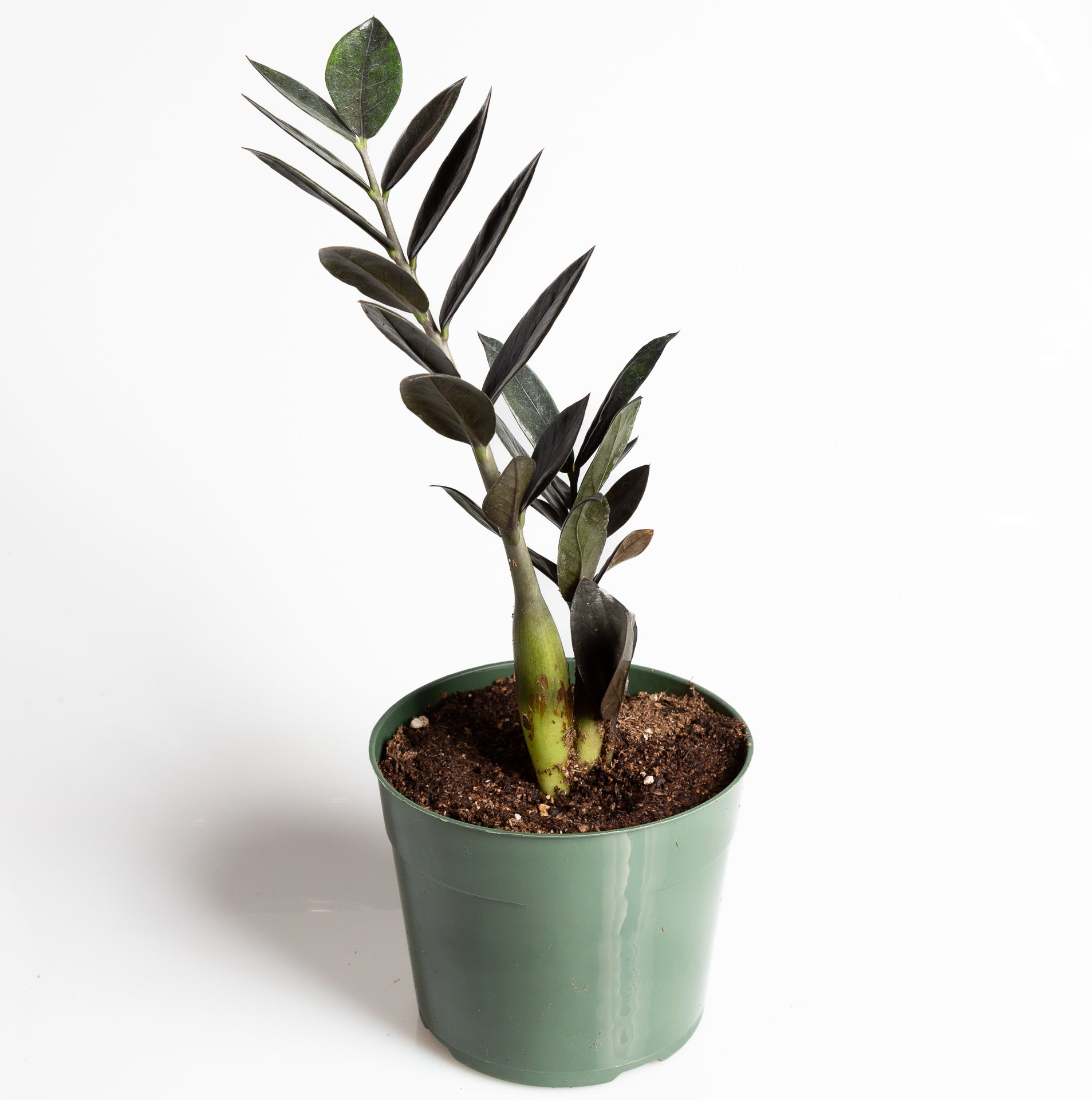 ZZ Plant 'Raven' 6" - Urban Sprouts