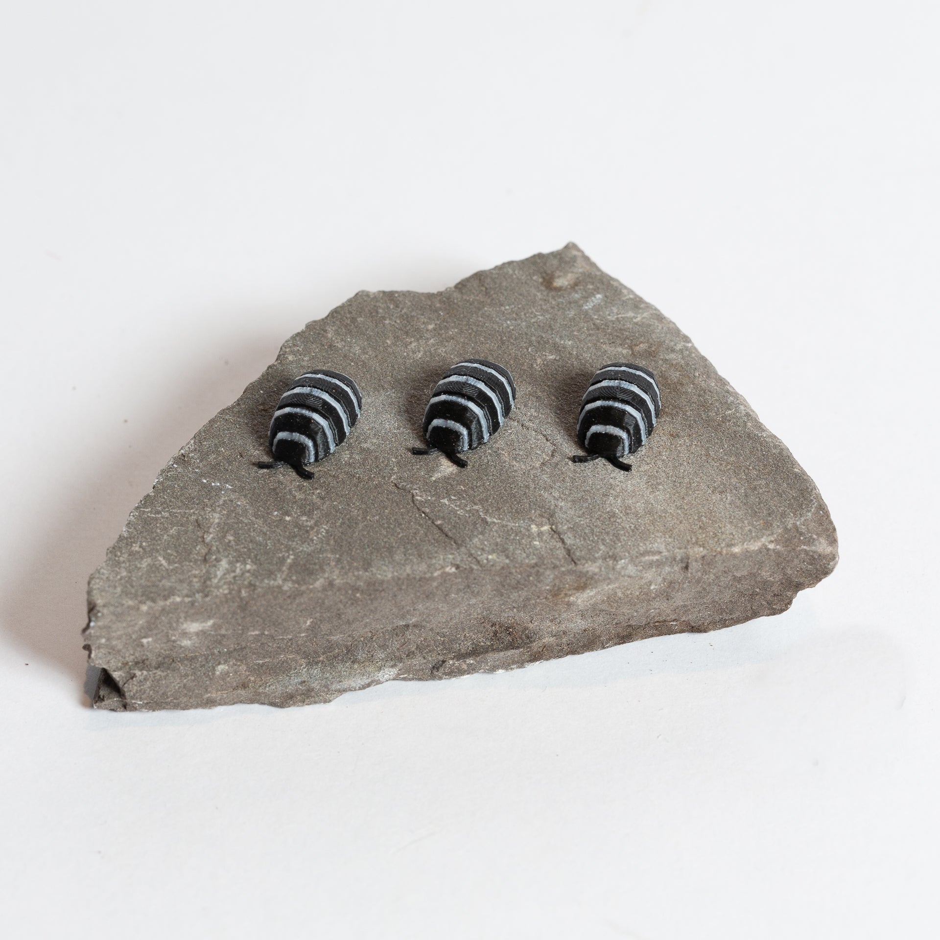 Zebra Isopod - Urban Sprouts