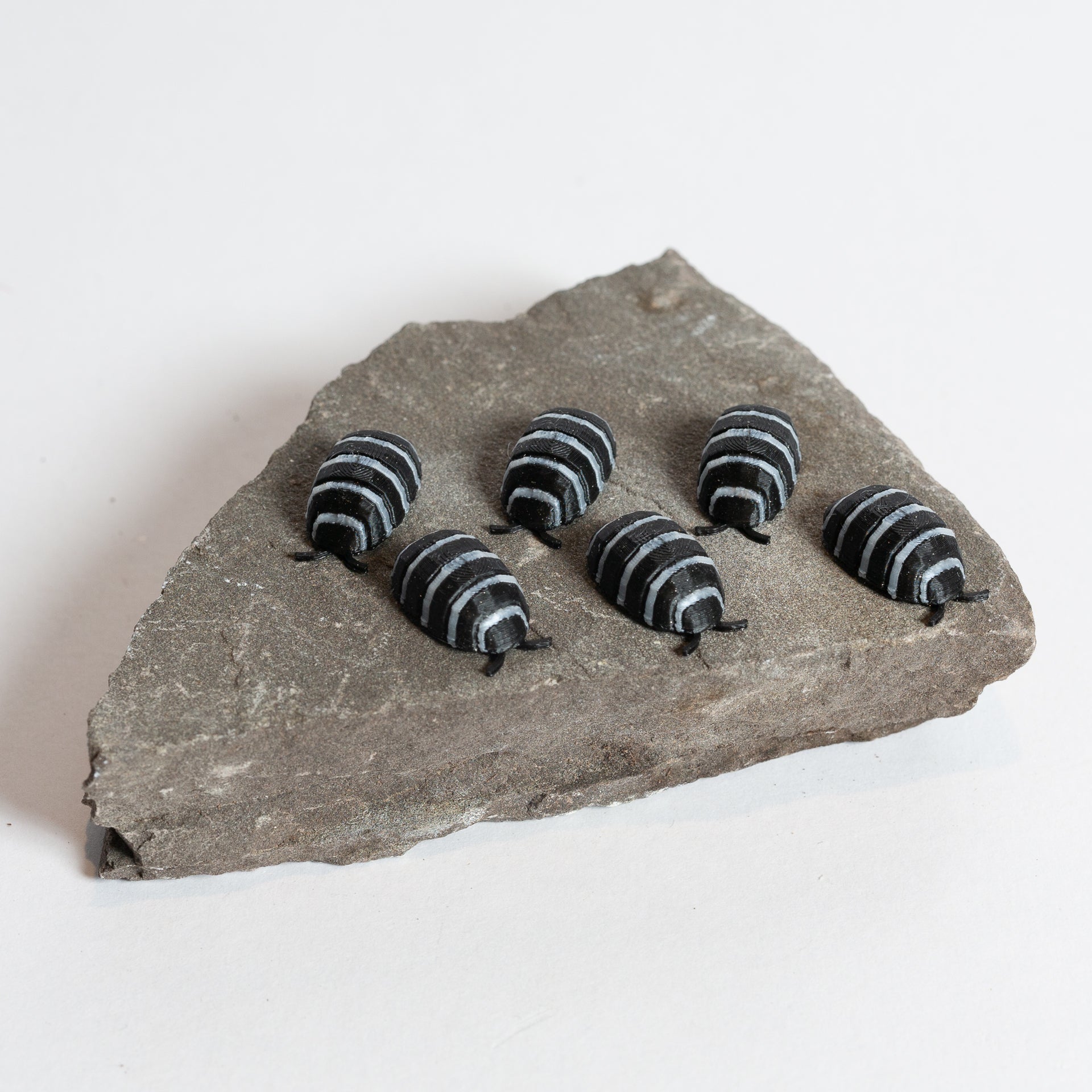 Zebra Isopod - Urban Sprouts