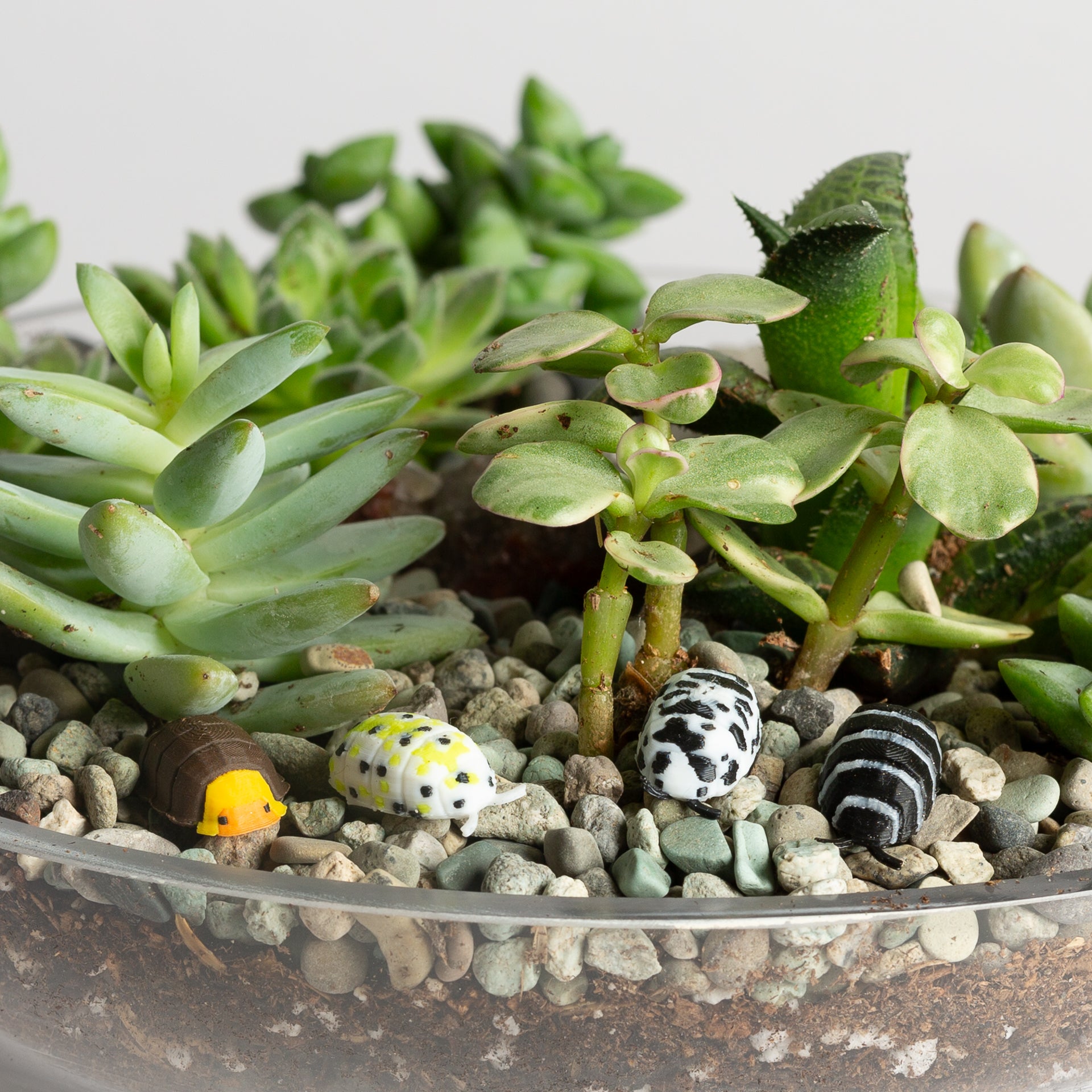 Zebra Isopod - Urban Sprouts