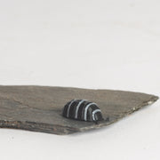 Zebra Isopod - Urban Sprouts