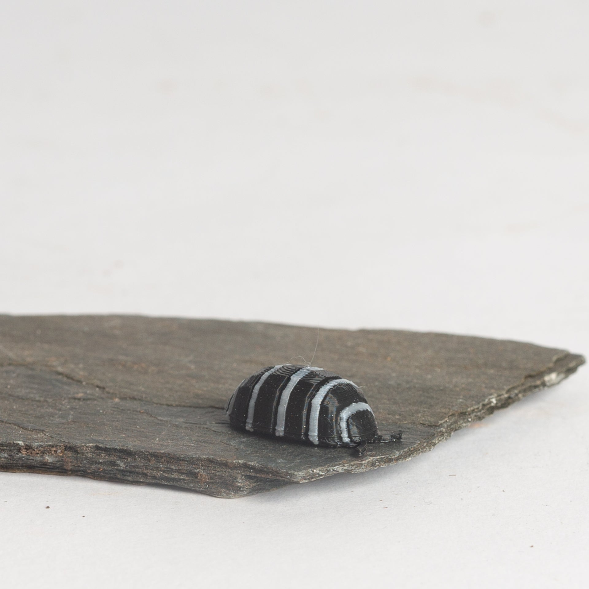Zebra Isopod - Urban Sprouts