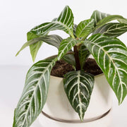 Urban Sprouts Plant Zebra Plant