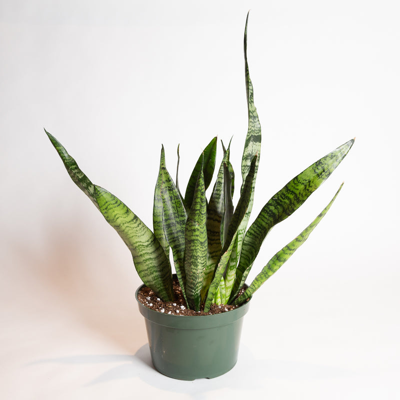 Snake Plant 'Zeylanica' 8"