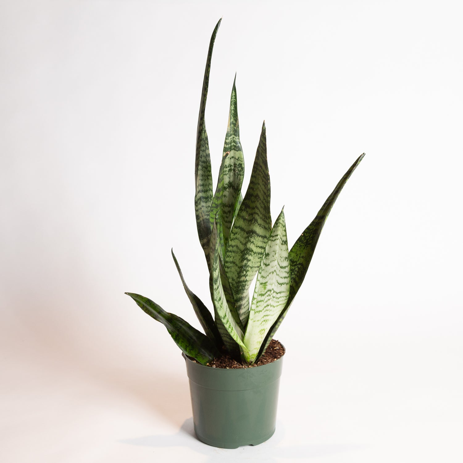 Snake Plant 'Zeylanica' 6"