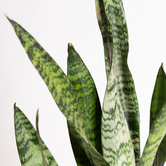 Snake Plant 'Zeylanica' 4"