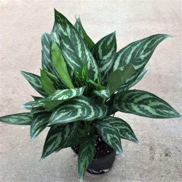 Chinese Evergreen 'Tigress' 6" - Urban Sprouts