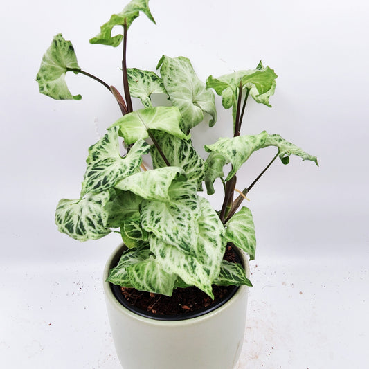 Arrowhead Vine 'Batik' - Urban Sprouts