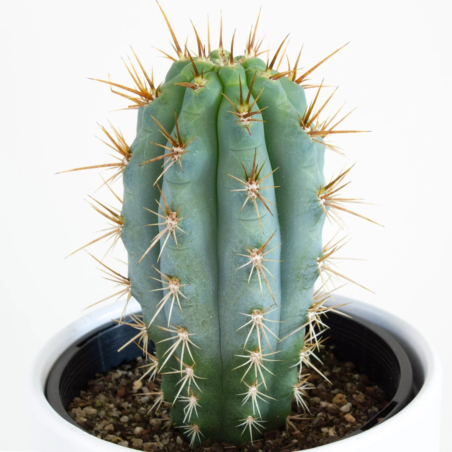 Cactus 'Blue Torch' - Urban Sprouts