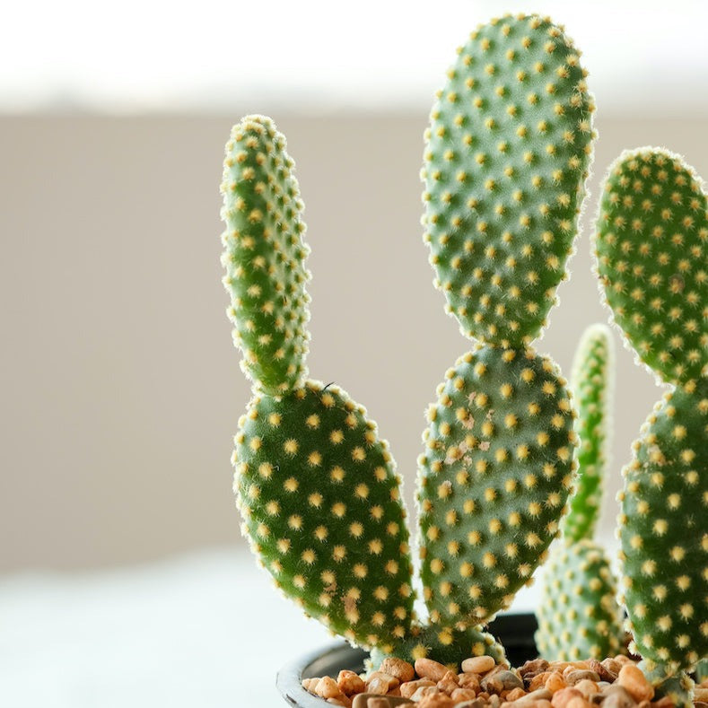 Cactus 'Bunny Ear' - Urban Sprouts