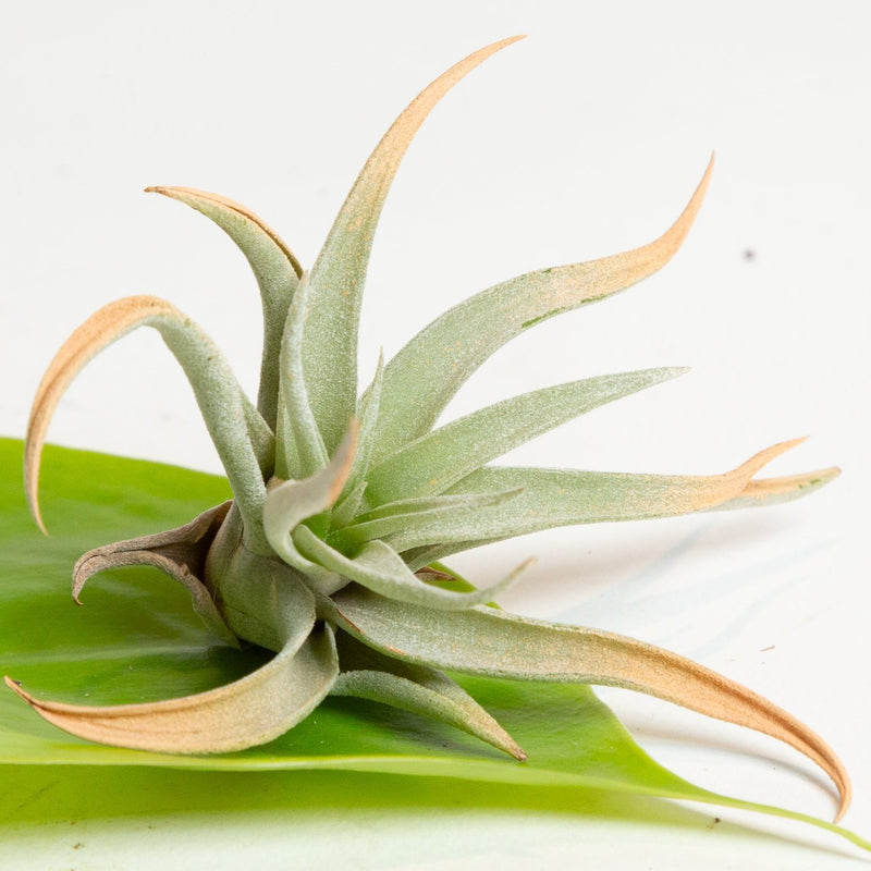 Air Plant 'Capitata - Peach - Thin Leaf' 5-6"