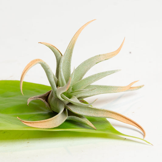 Air Plant 'Capitata - Peach - Thin Leaf' 5-6"