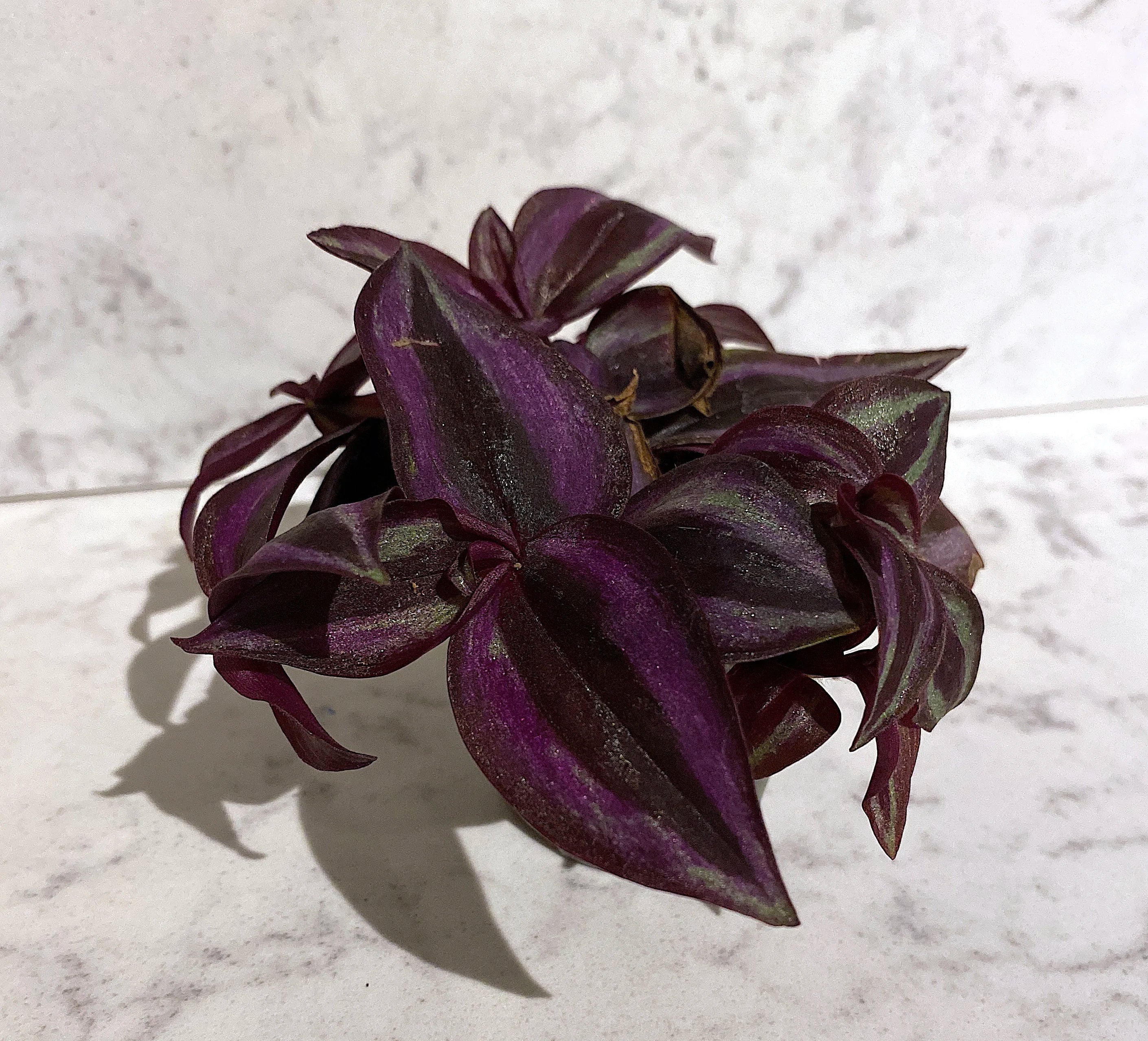 Tradescantia zebrina 'Purple Joy' – Urban Sprouts