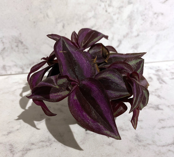 Tradescantia zebrina 'Purple Joy' - Urban Sprouts