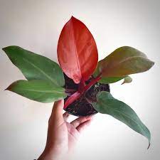 Philodendron 'Cherry Red' 4" - Urban Sprouts
