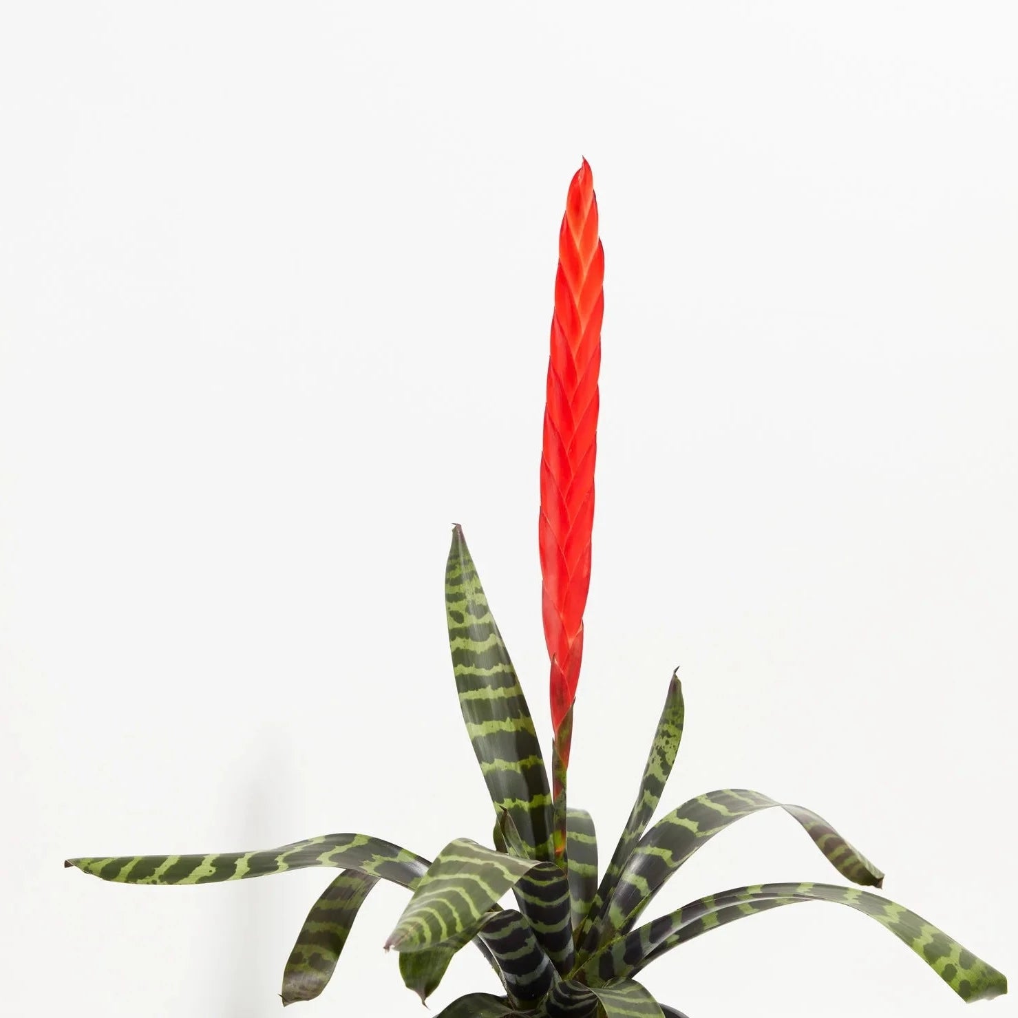 Bromeliad 'Flaming Sword' - Urban Sprouts