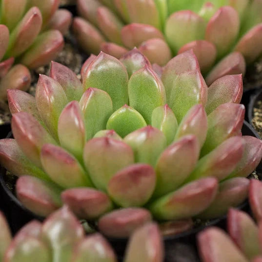 Succulent 'Graptoveria - Bashful' 2.5"