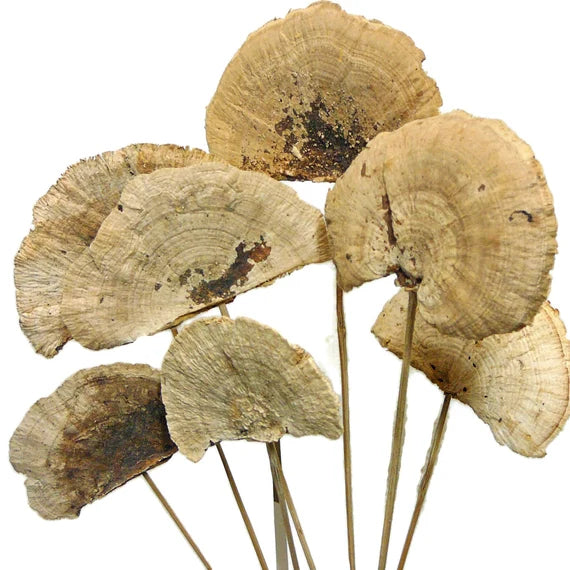 Preserved Shelf Mushroom - Urban Sprouts