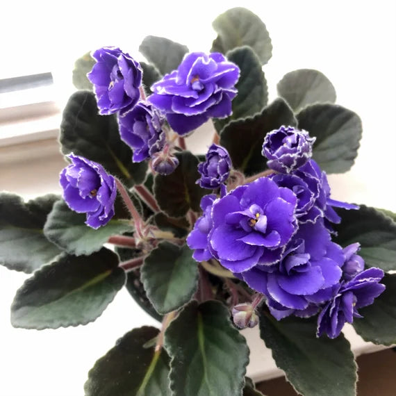 African Violet 6" - Urban Sprouts