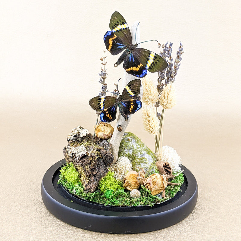 9/29 @ 5:00 Preserved Butterfly Terrariums