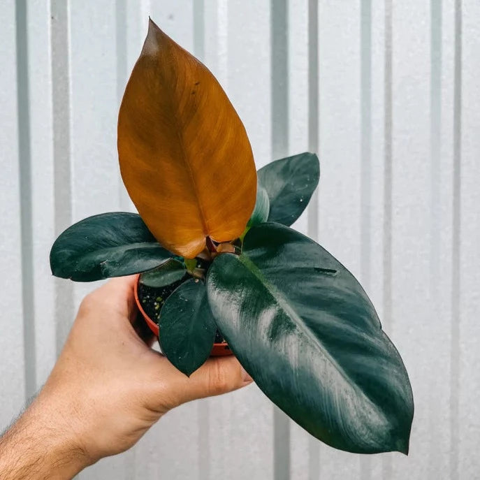 Philodendron 'Black Cardinal' 4" - Urban Sprouts