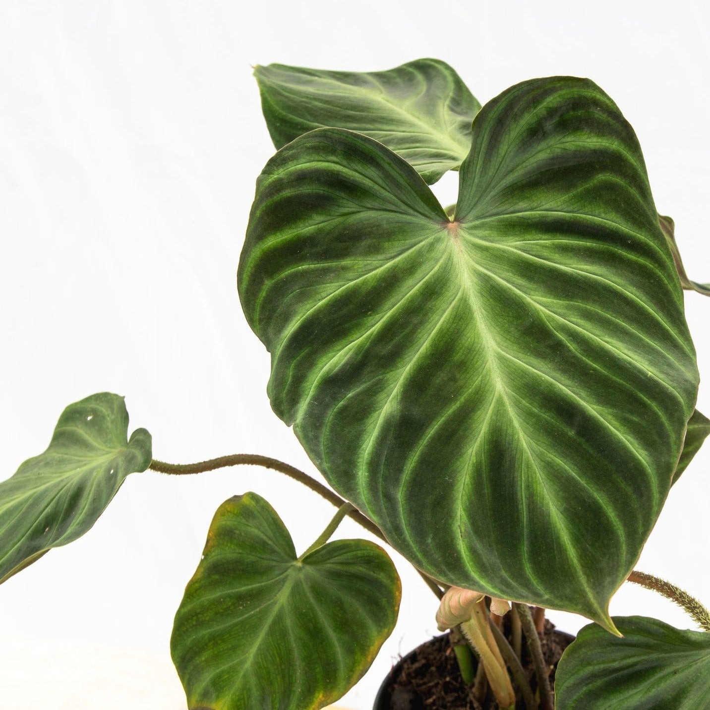 Philodendron 'Verrucosum' - Urban Sprouts