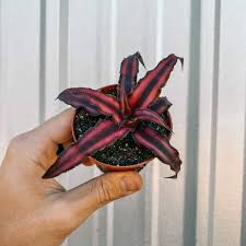 Earth Star 'Ruby' 2" - Urban Sprouts